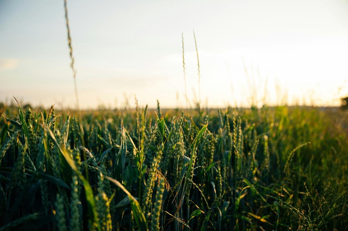 A lush farm field with diverse crops and natural habitats supporting biodiversity