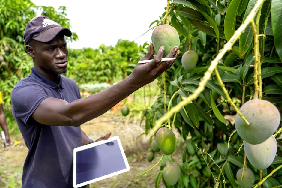 A farmer using a tablet to monitor AI-driven precision agriculture data in a flourishing field